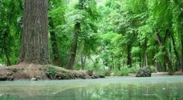 imagen del contenido Según la FAO, América Latina es una de las tres regiones del mundo donde sigue la deforestación imagen del contenido Según la FAO, América Latina es una de las tres regiones del mundo donde sigue la deforestación