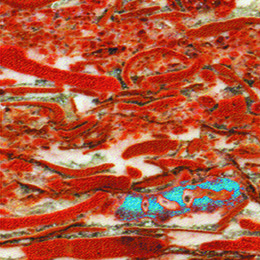 imagen del contenido Science: Cient�ficos uruguayos descubrieron prueba de vida animal m�s antigua del planeta