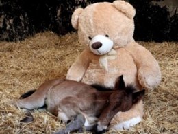 imagen del contenido Potrillo encontró consuelo en un oso de peluche