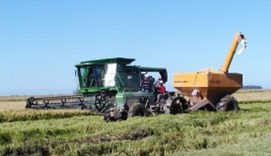 imagen de México y Marruecos se abren al arroz uruguayo: destacan nuevas oportunidades para el sector