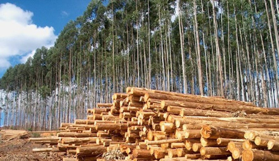 imagen de Contribución de la cadena forestal a la economía uruguaya