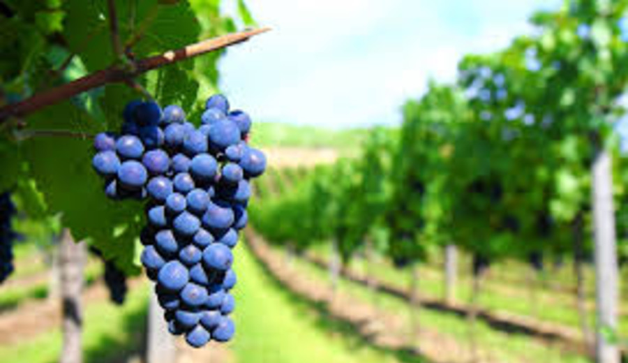 imagen de El vino uruguayo enfrenta menos consumo interno