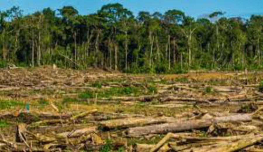 imagen de Perú: Pronunciamiento de la Nación Wampís frente a la inacción del estado  ante la tala ilegal en el bosque amazónico