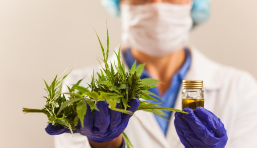 imagen de Cannabis, cáñamo y marihuana: qué significa cada término y por qué no son equivalentes