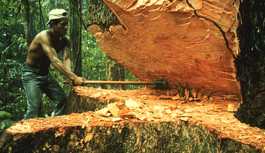 imagen de Perú: Osinfor publica el proyecto de “Reglamento para la Supervisión de los Recursos Forestales y de Fauna Silvestre”