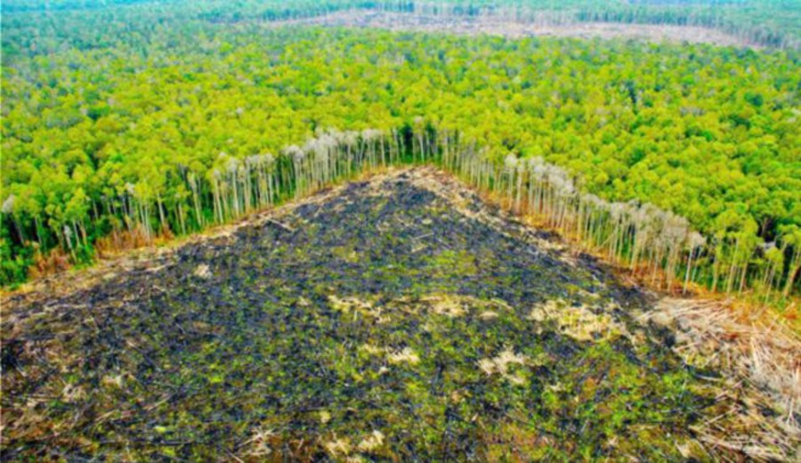 imagen de Perú y la promesa de “deforestación cero”: Año 2020 incumplimiento del compromiso, 2021 año de ¿revisión y cambios?