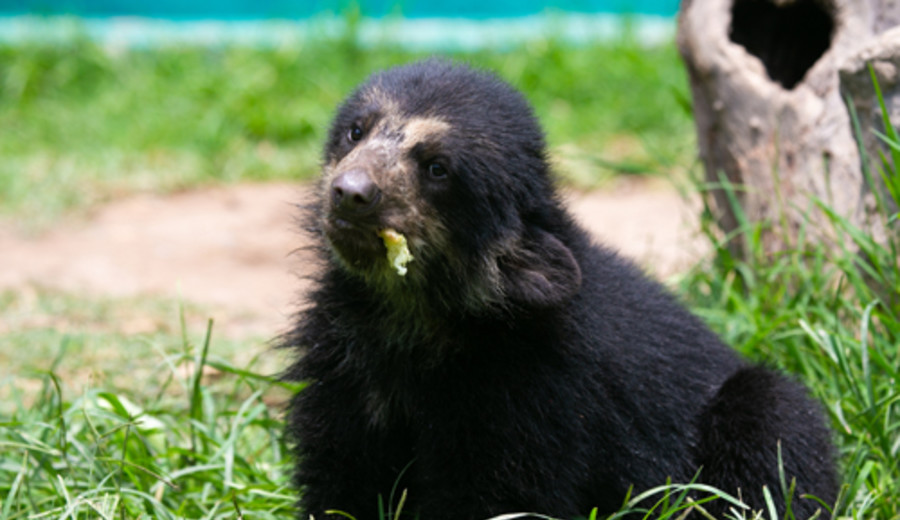 imagen de Encuentran tercera cría de oso de anteojos en Perú