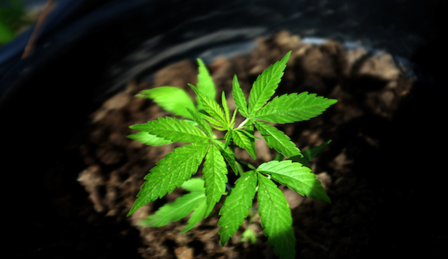 imagen de México legaliza la marihuana