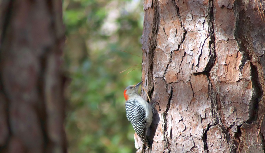 imagen de FAO: Uruguay, América Latina y su compromiso por restaurar y conservar los bosques
