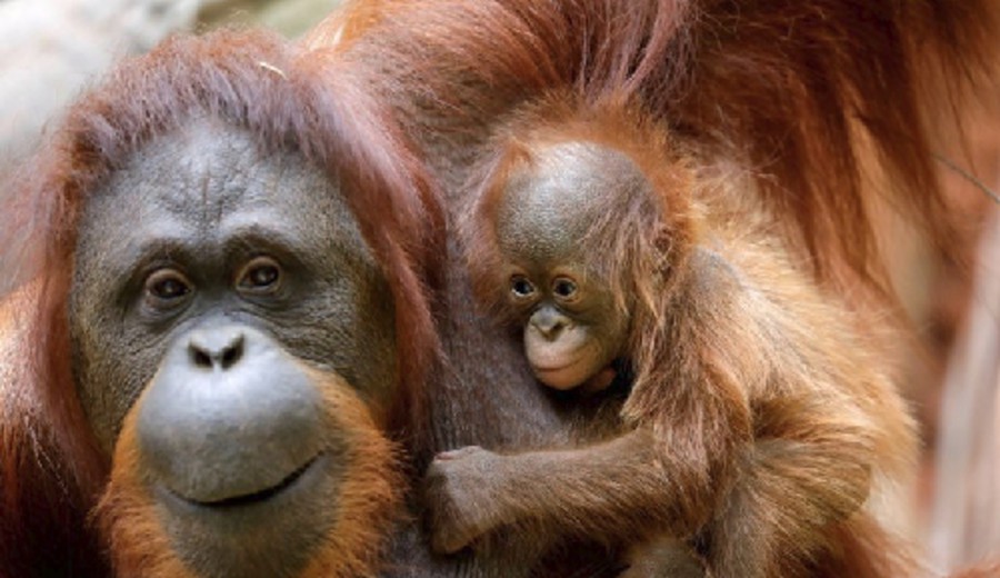 imagen de Día Mundial del Orangután: curiosidades de este primate considerado pariente cercano de los humanos