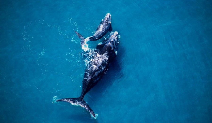 imagen de Por qué la ballena Franca Austral mantiene saludable a los océanos
