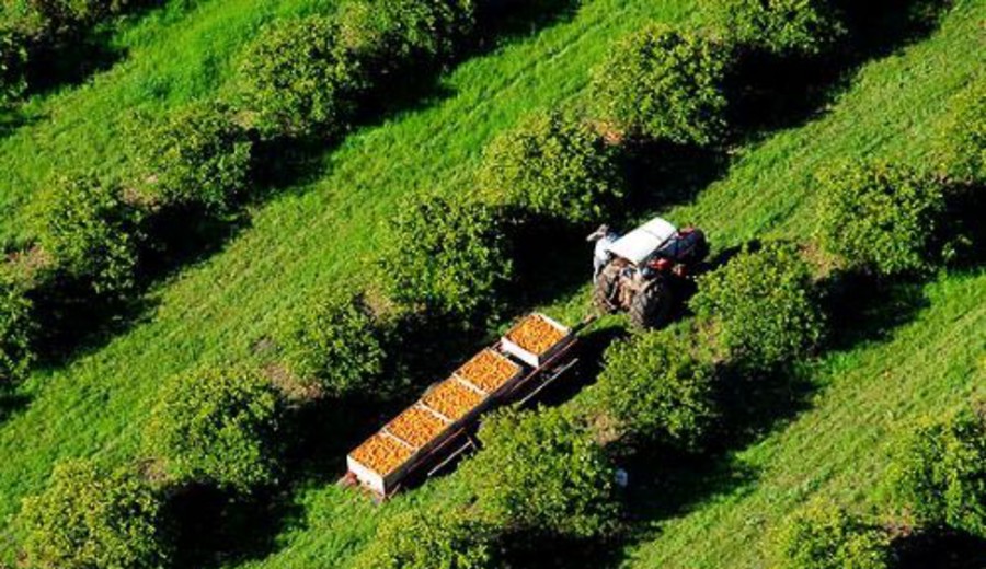 imagen de Prorrogan dos meses “jornales solidarios” y presentarán proyecto de extensión de seguro de paro para sector citrícola