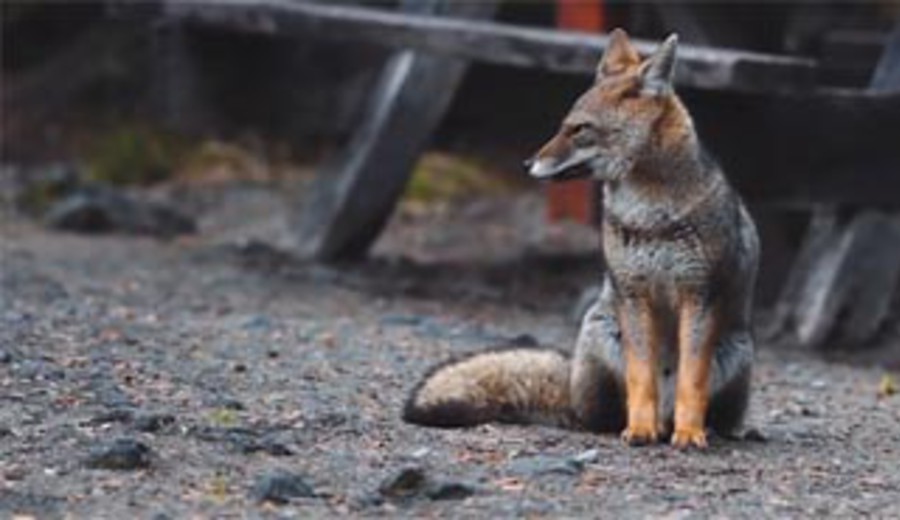 imagen de Animales encantadores revitalizan la amistad entre China y América Latina