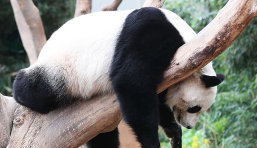 imagen de Hallan fósil de panda gigante de más de 100.000 años de antigüedad en China