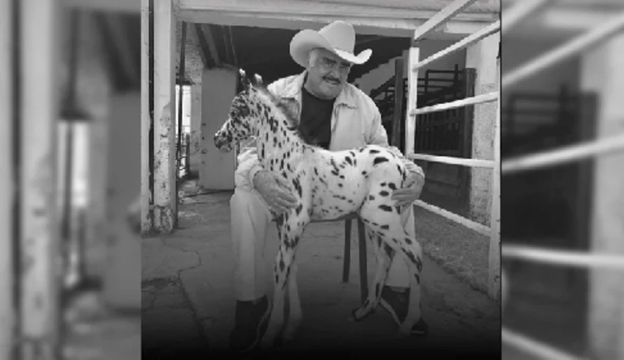 imagen de La venta de caballos miniatura: el negocio de Vicente Fernández al márgen de la música