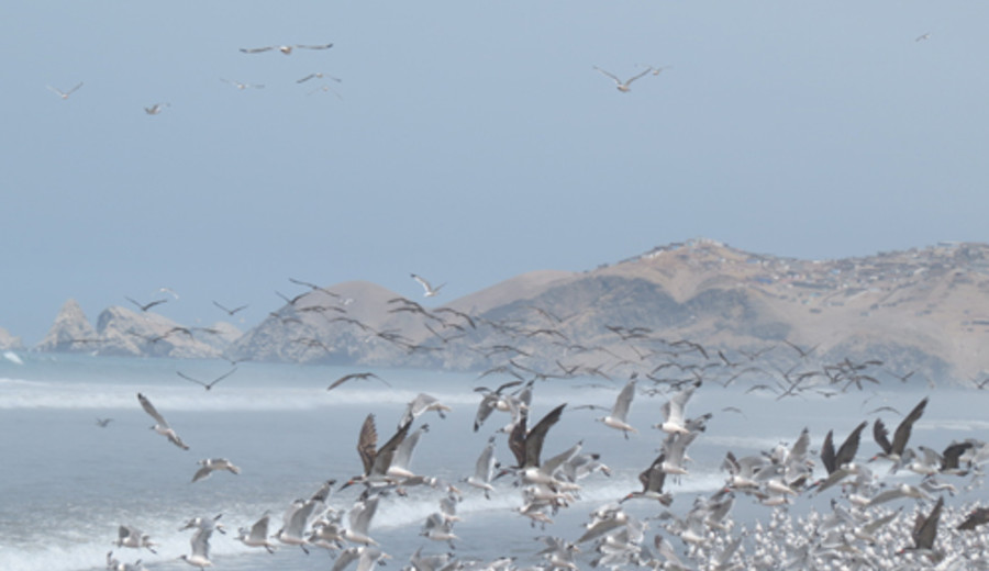 imagen de La contaminación lumínica afecta a las aves migratorias