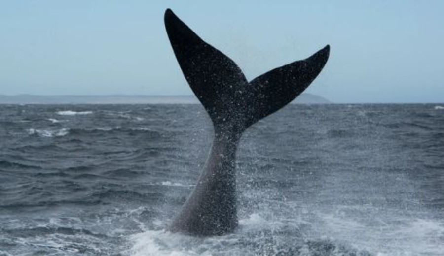 imagen de Día de los océanos: ¿Qué es el Agujero Azul y por qué hay que protegerlo?