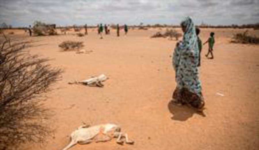 imagen de Somalia avanza hacia el abismo humanitario ante la inacción internacional