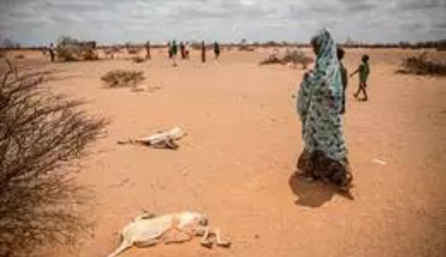 imagen de Somalia: 200 niños han muerto desde enero por desnutrición y enfermedades por la sequía