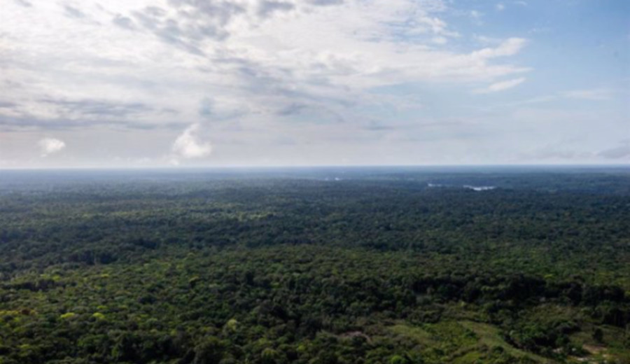 imagen de Petro ordena a las Fuerzas Armadas que protejan la selva amazónica