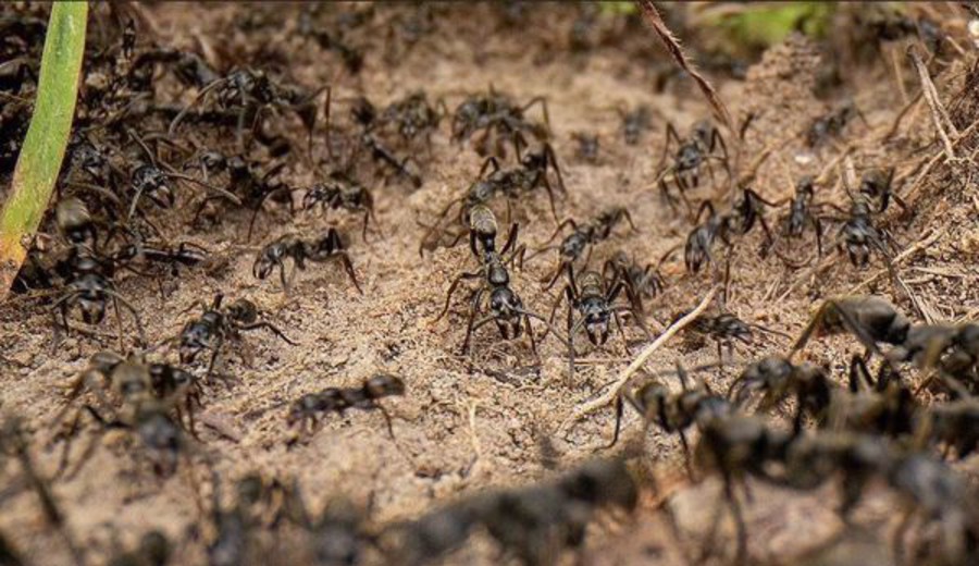 imagen de ¿Cuántas hormigas hay en la Tierra?