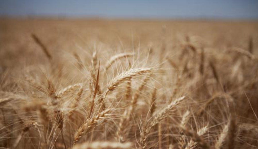 imagen de AL y el Caribe pueden estar a la vanguardia de la alimentación y la agricultura mundiales