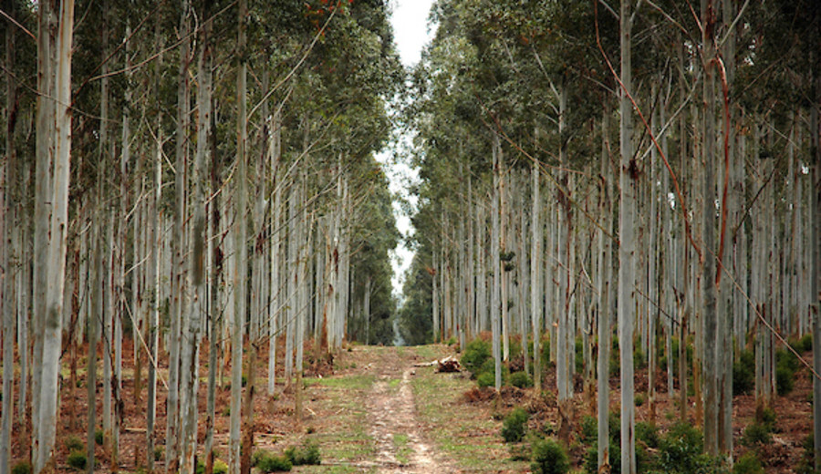 imagen de Protección de la biodiversidad en las plantaciones de eucalipto de UPM en Uruguay