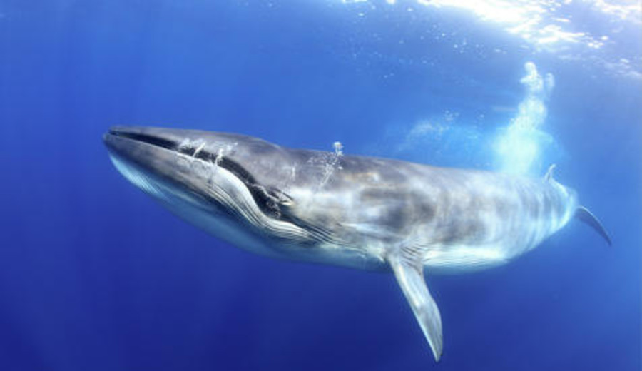 imagen de Saberes del Mediterráneo en el Pacífico