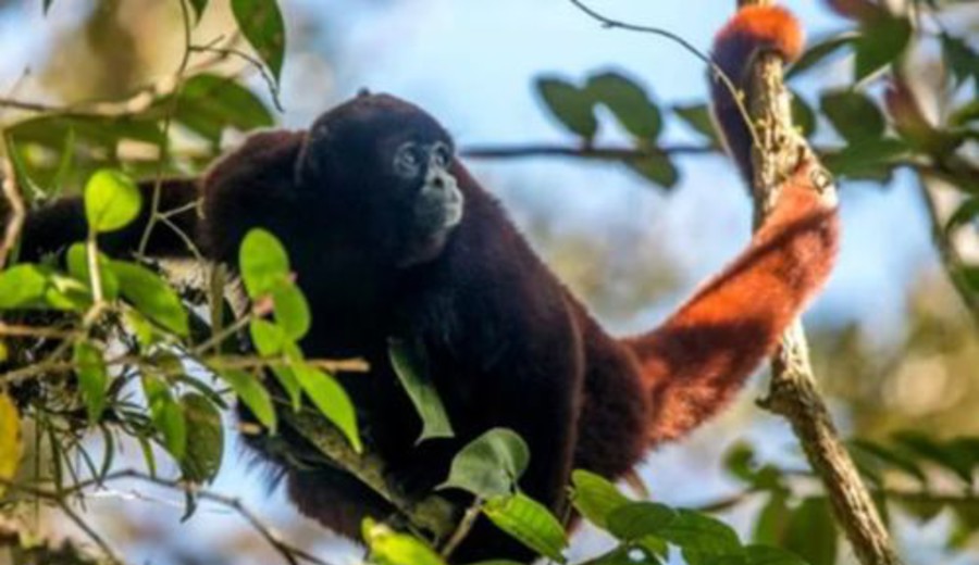 imagen de Por qué el ser humano perdió la cola