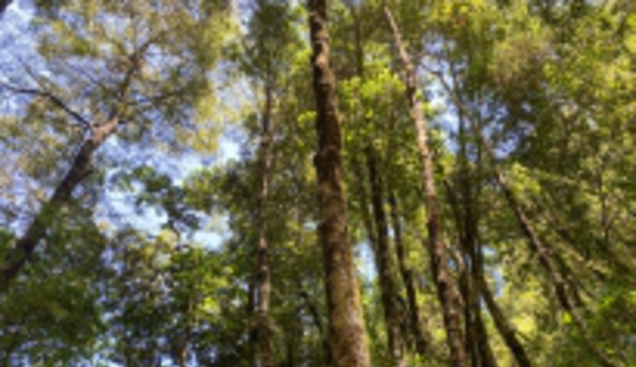imagen de Día Mundial de los Bosques: Bosques saludables, personas saludables