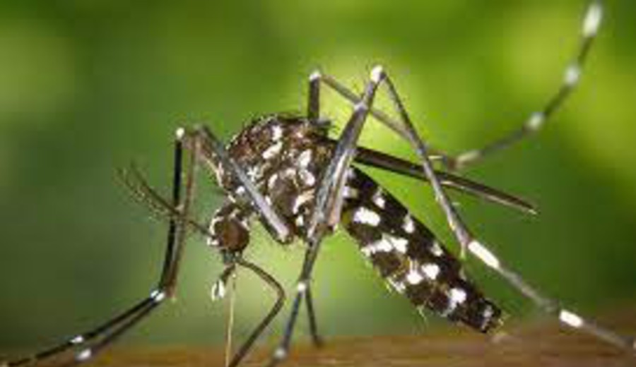 imagen de MSP advierte riesgo en todo el país tras detectar circulación del virus de la chikungunya