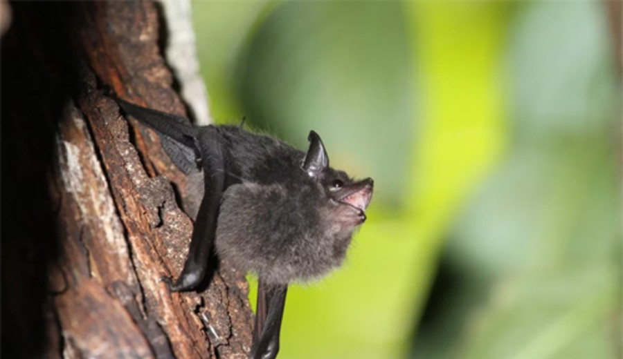 imagen de Recomendaciones del MSP ante la entrada de un murciélago a una casa