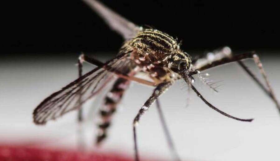 imagen de El cambio climático trae el dengue a Italia