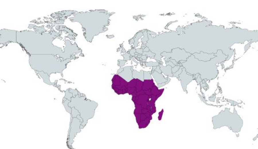 imagen de La segunda independencia de África
