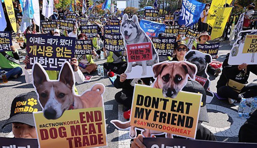 imagen de Aprueban proyecto de ley para poner fin al consumo de carne de perro en Corea del Sur