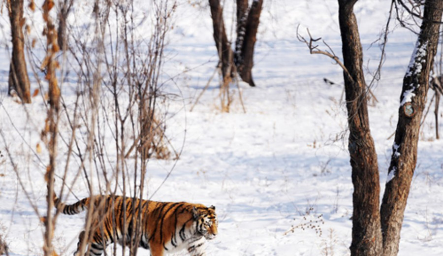 imagen de Detectado en noreste de China tigre siberiano en peligro de extinción