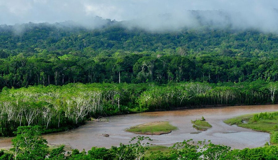 imagen de Casi la mitad de la selva amazónica podría colapsar para el año 2050