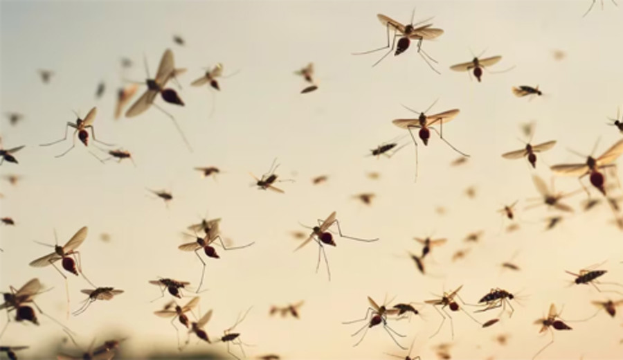 imagen de Brote histórico de dengue en Argentina