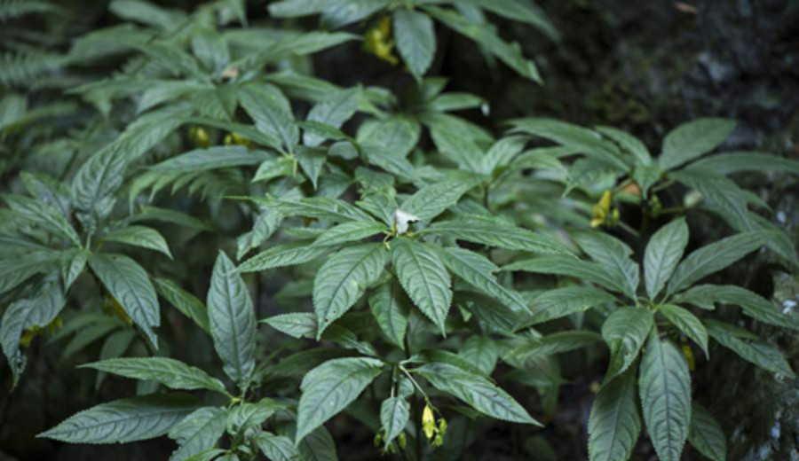 imagen de Científicos del mundo se unen para reconstruir el árbol de la vida del ADN para plantas con flores