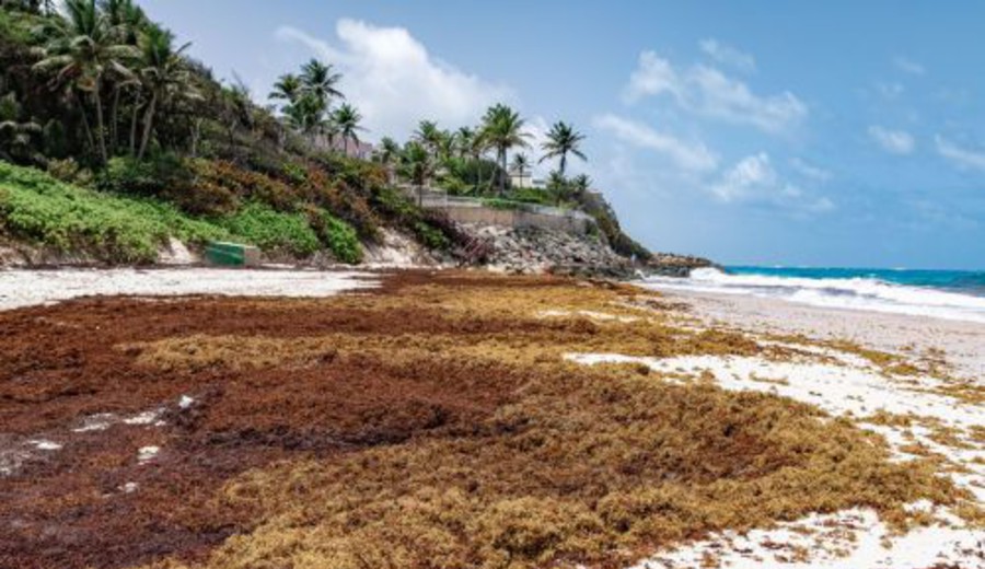 imagen de Una marea marrón de sargazo causa estragos en Barbados
