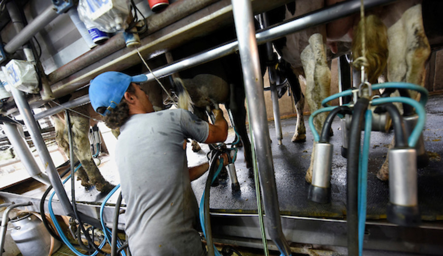 imagen de “El acceso a la tierra es una herramienta fundamental”: gremiales lecheras apoyan compra de campo en Florida