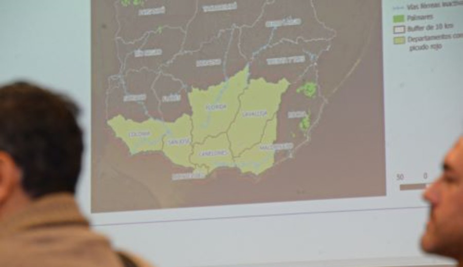 imagen de Especialistas trabajan en protocolo nacional para combatir la plaga del picudo rojo