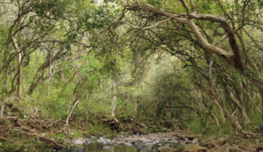 imagen de La baja desforestación en Uruguay contribuye a la exportación de mercaderías a Europa