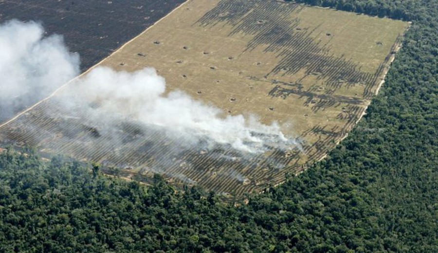 imagen de La deforestación en la Amazonía brasileña aumenta un 92% interanual en mayo