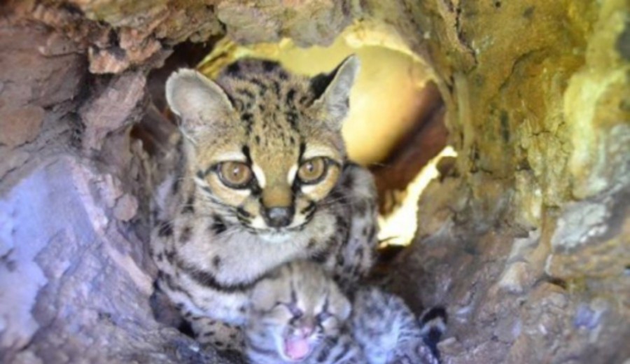 imagen de El Bioparque M'Bopicuá de Montes del Plata abre nuevamente sus puertas