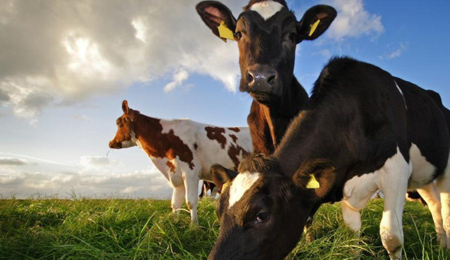 imagen de “Esquema piramidal: La gran estafa de las vacas invisibles que sacude a Uruguay”, según La Vanguardia de Cataluña