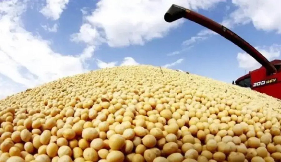 imagen de Argentina perdió más de 6500 productores de soja y se derrumbó el uso de semilla fiscalizada