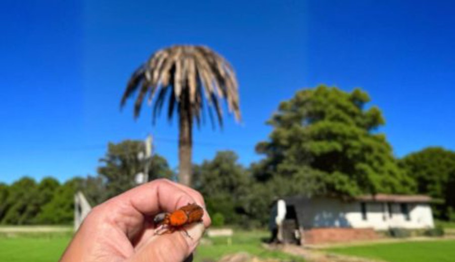 imagen de ¡Alerta en Nueva Palmira!: fumigar contra el picudo rojo para salvar las palmeras