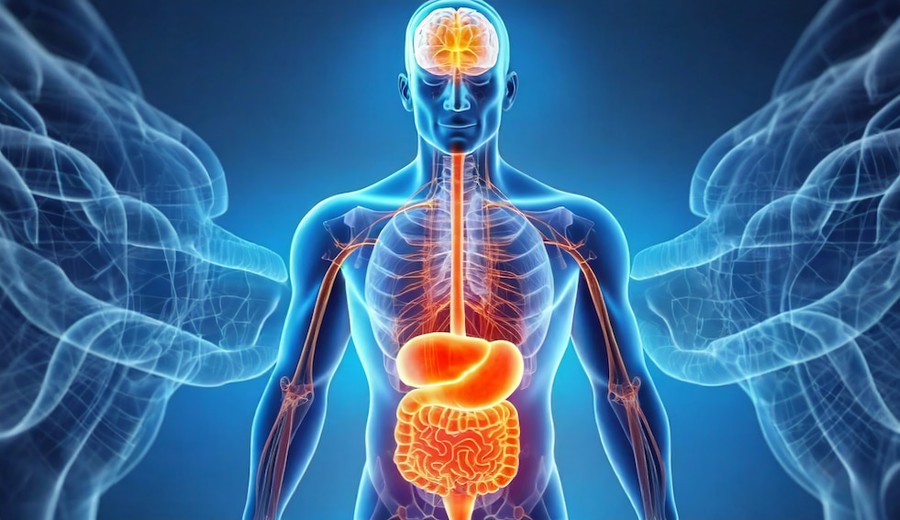 imagen de Jeremy London sobre eje intestino-cerebro: el intestino es clave en el sistema inmunológico y emocional