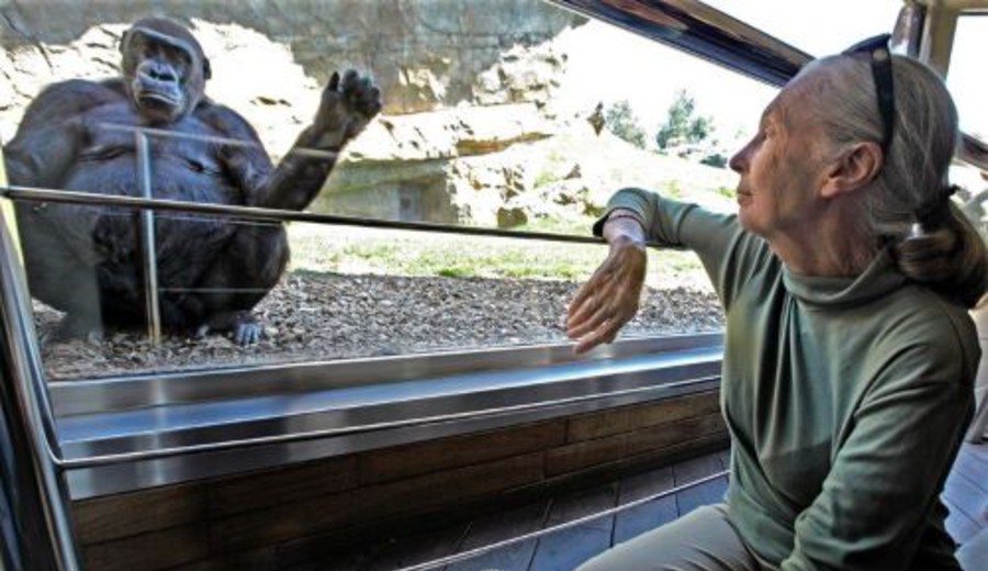 imagen de Adiós a Jane Goodall, la mujer que hablaba con los simios